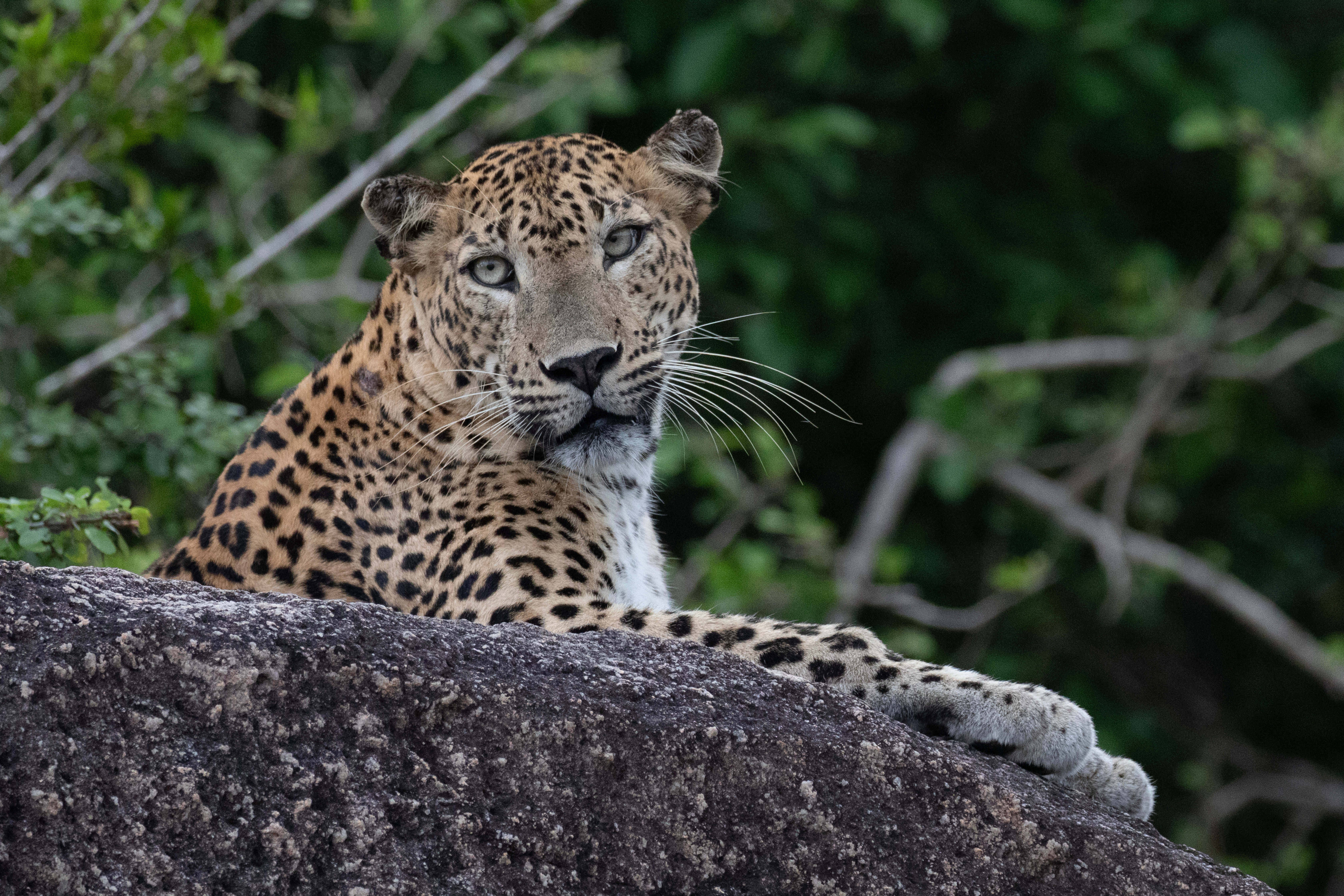 Yala, Sri Lanka